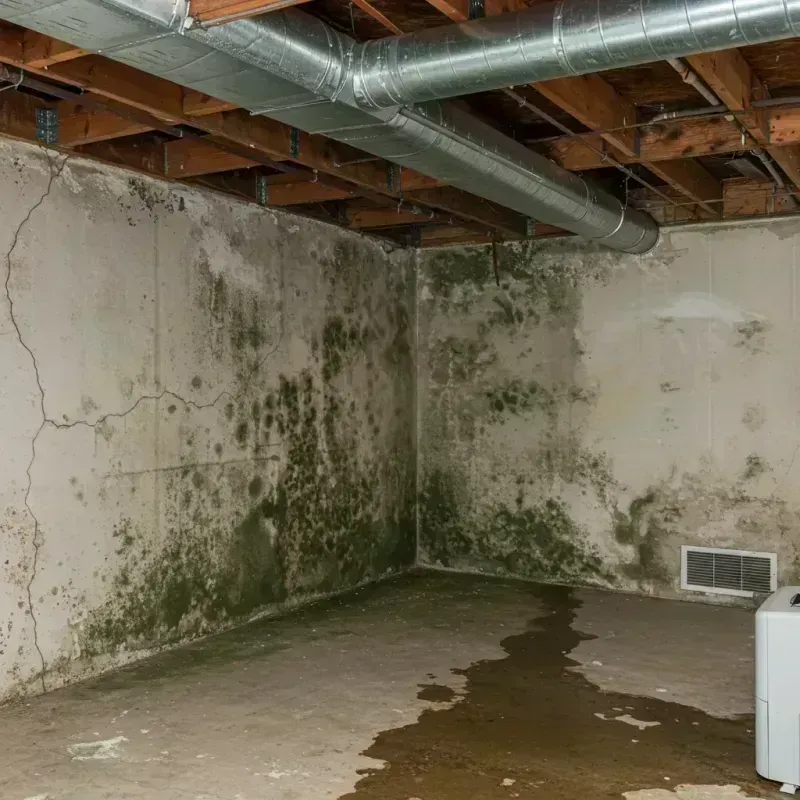 Professional Mold Removal in Dunn County, ND